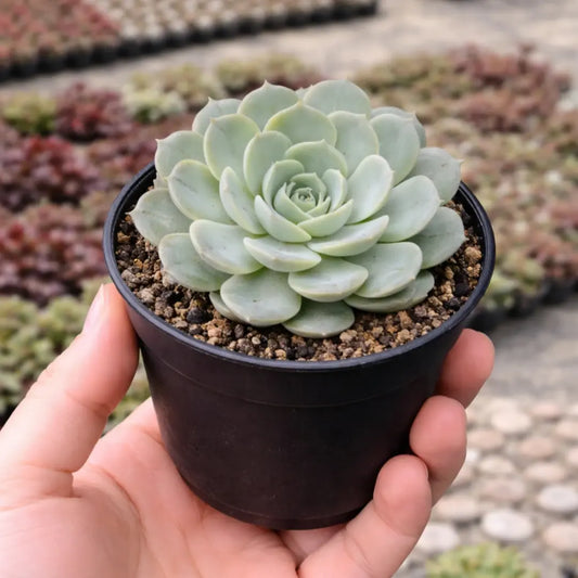 ECHEVERIA ON SLOW (BARE ROOTED)