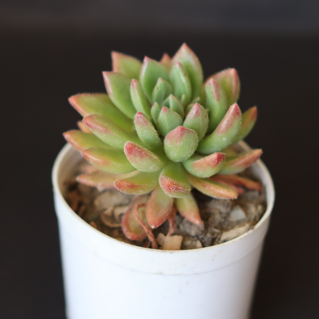 Echeveria 4