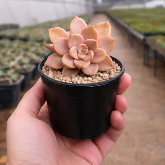 Echeveria 16