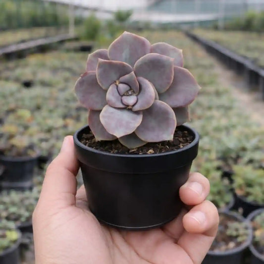 Echeveria 18