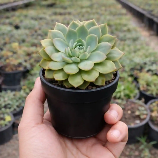 Echeveria 19