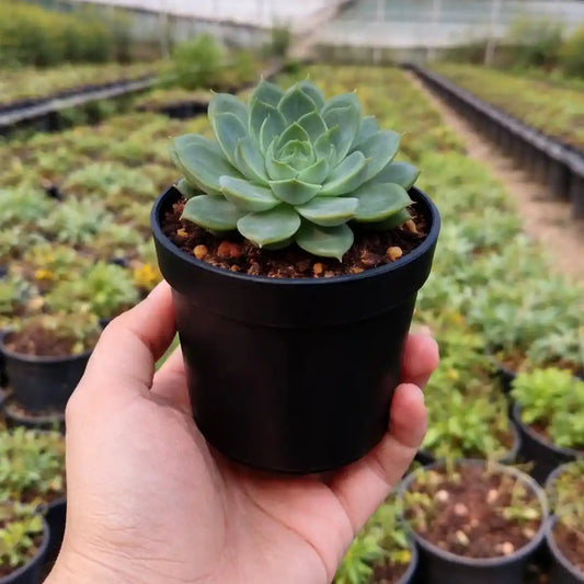 Echeveria 2