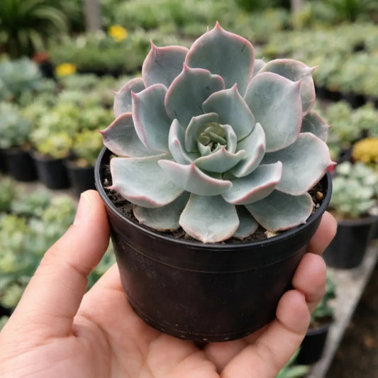 Echeveria Blue Sky (Bare Rooted)