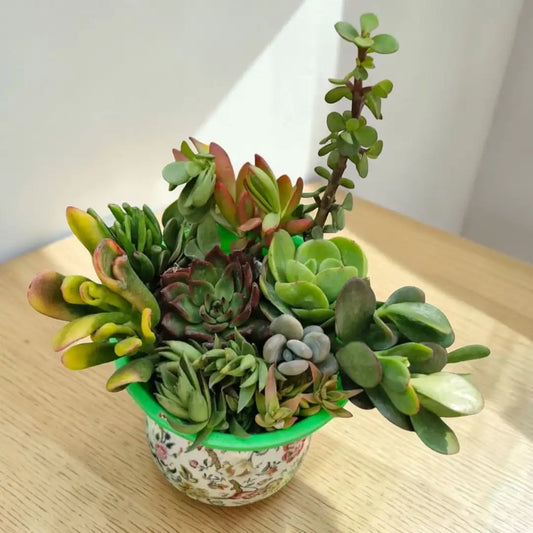 Succulent Combo A4- Set of 9 Live Succulent Plants by Plant Orbit