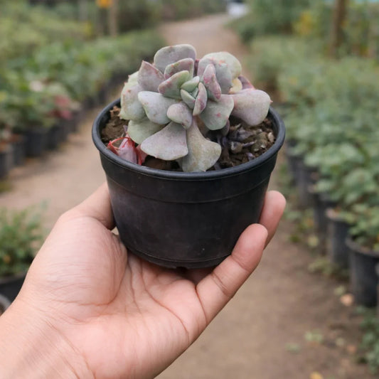 Echeveria Cubic Frost
