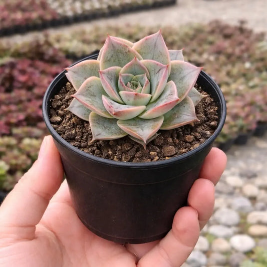 Echeveria Dionyosis (Bare Rooted)