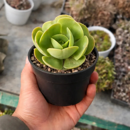 Echeveria Pallida (Bare Rooted)