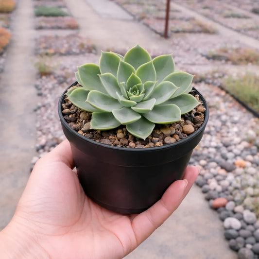 Echeveria Pansy