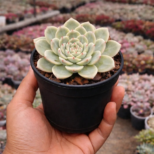 Echeveria Peacockii - Blue Bird