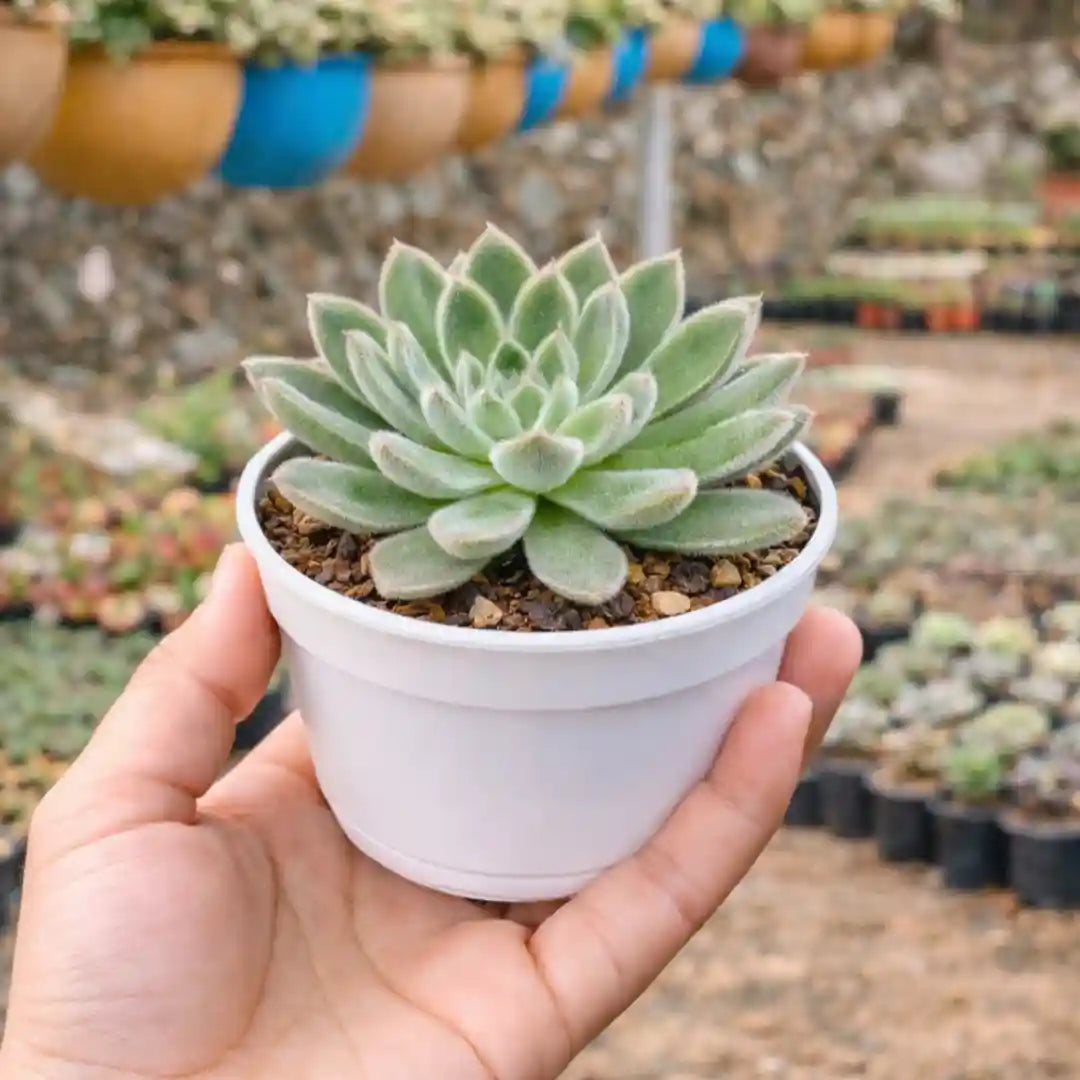 Buy Echeveria Setosa Giant Succulent Indoor Plant Online – Plant Orbit