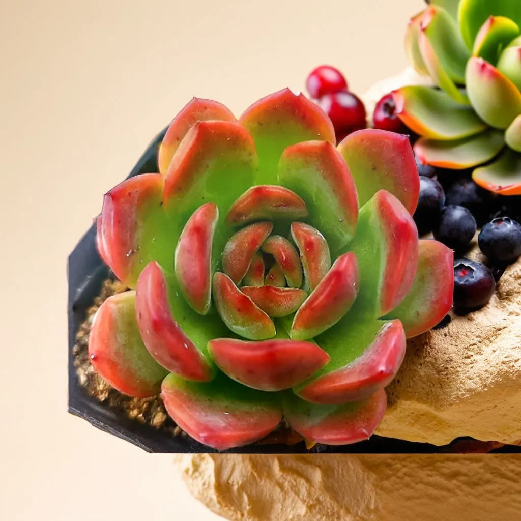 Close-up of Echeveria Bene Musume succulent plant with vibrant green leaves tipped with red, displayed in a decorative arrangement with blueberries.