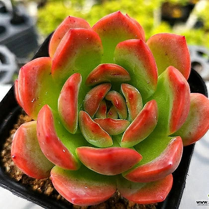 Echeveria Bene Musume succulent plant with red-tipped green leaves in a small pot, showcasing its beautiful rosette shape.