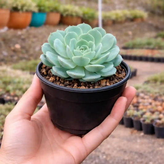 Echeveria 'Holy Gate' (Bare Rooted)