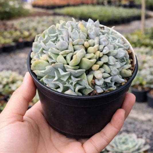 Echeveria Brain Crest