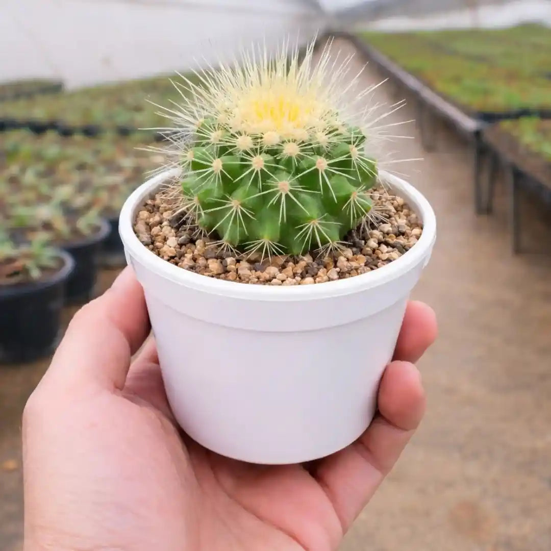 indoor cactus plants online Shop Echinocactus Grusonii Indoor Plant Online In India – Plant Orbit