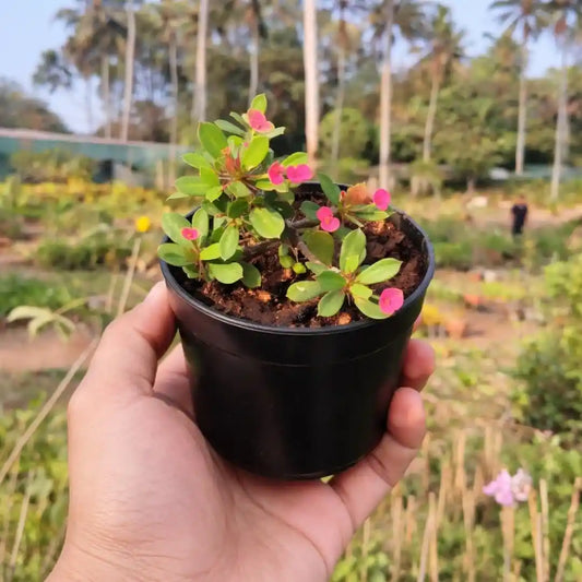 Euphorbia Milii Dwarf Red