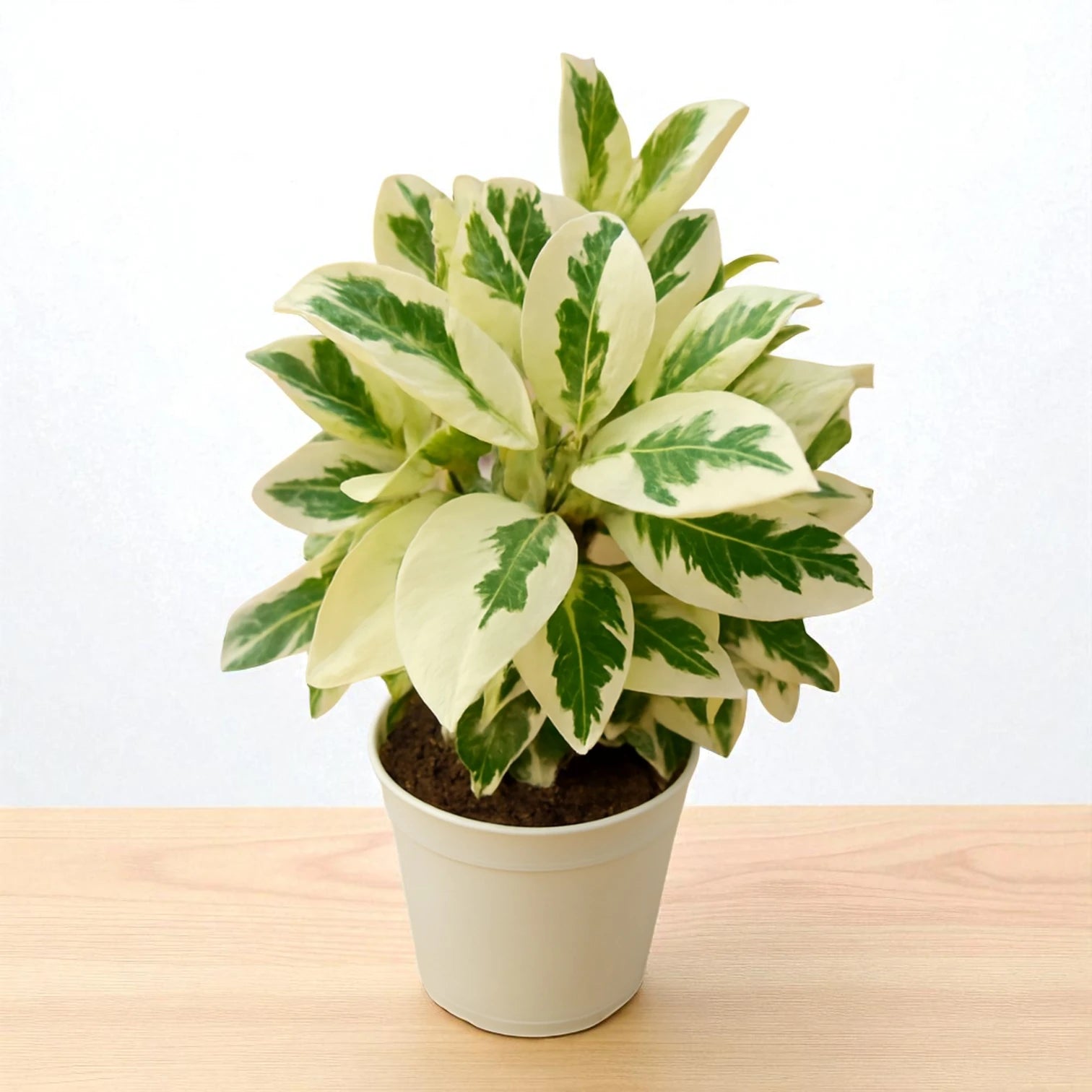 Potted Ficus benjamina 'Safari' Sapling plant with white and green leaves on a wooden surface with a light background