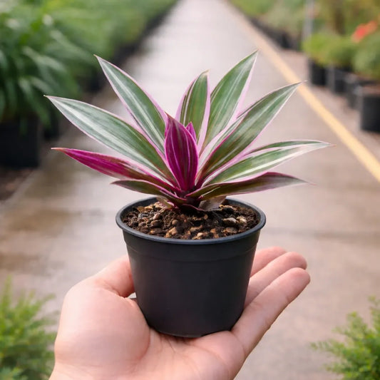 Tradescantia spathacea Rhoeo Plant