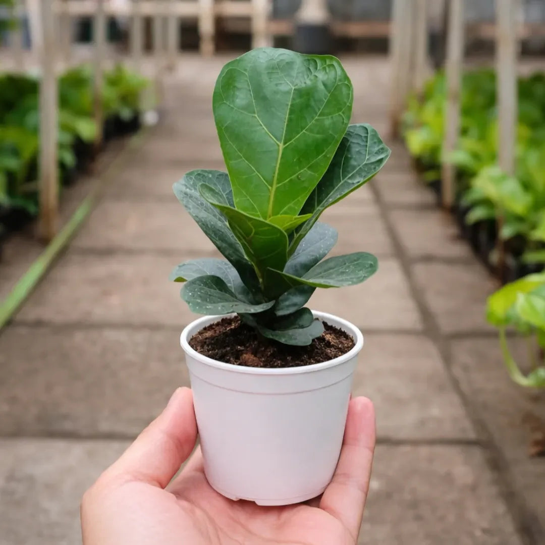 cheapest fiddle leaf fig Buy Ficus Lyrata Sapling Online – Young Fiddle Leaf Fig – Plant Orbit