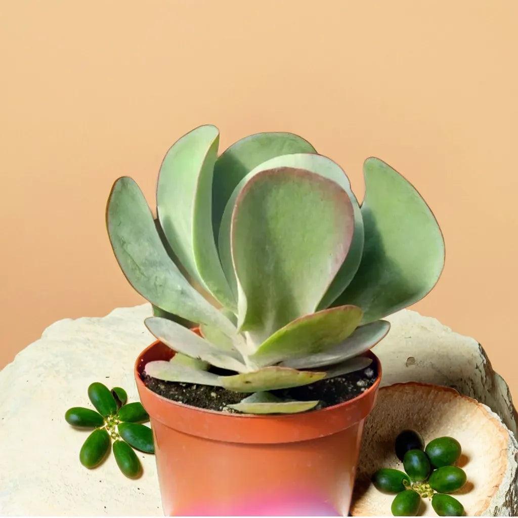 Flapjack Kalanchoe succulent plant with paddle-shaped green leaves tinged with red edges in a terracotta pot. Perfect for indoor decor, available at Plant Orbit.