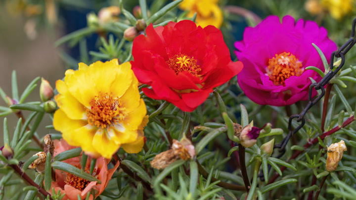 Portulaca moss rose Plant Mix colour Netpot