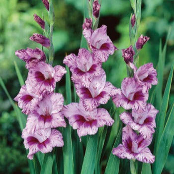 Gladiolus Kenia Bulb