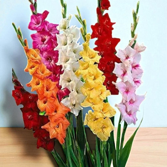 Gladiolus Bulbs Mix Colour
