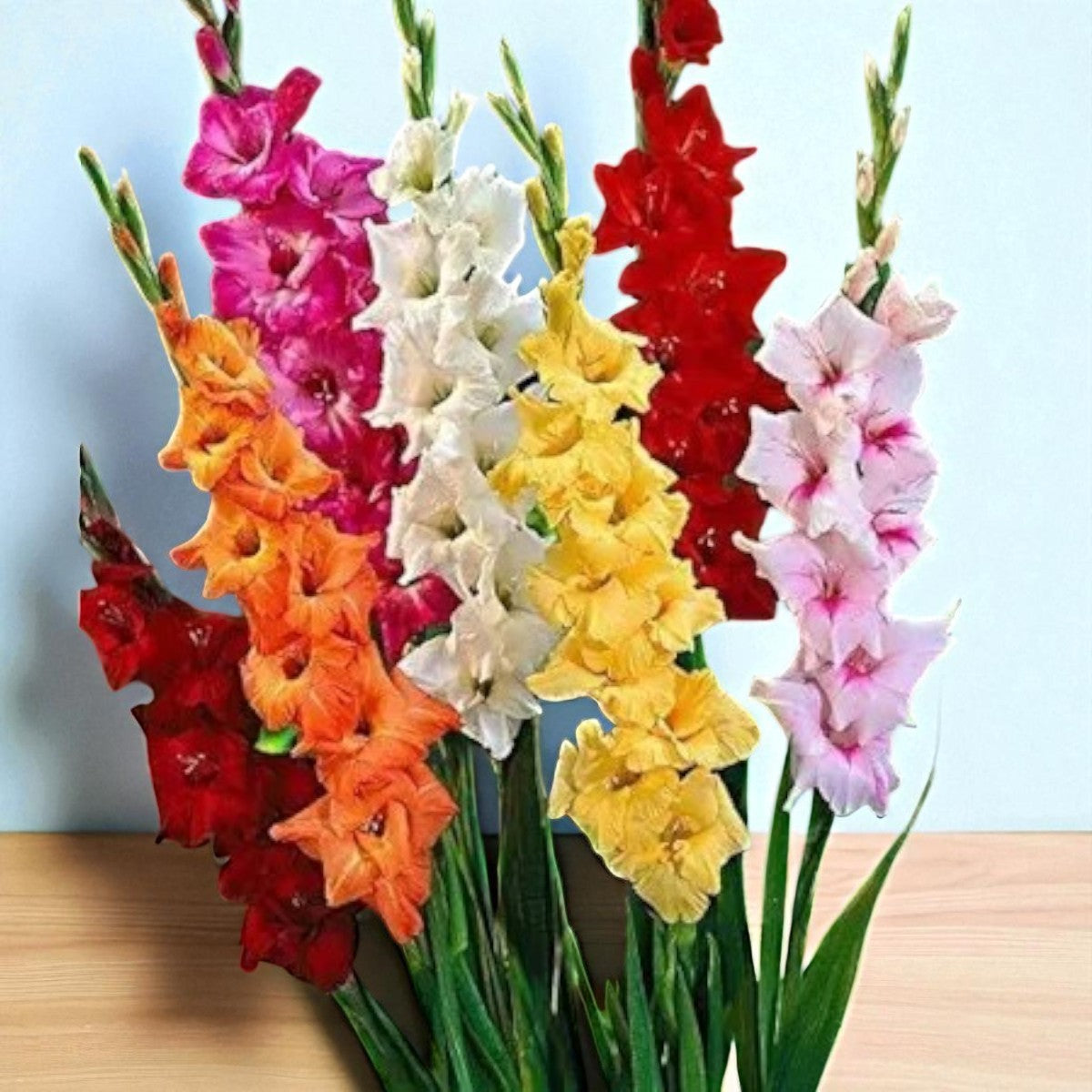 Gladiolus Mix Flowering Bulbs