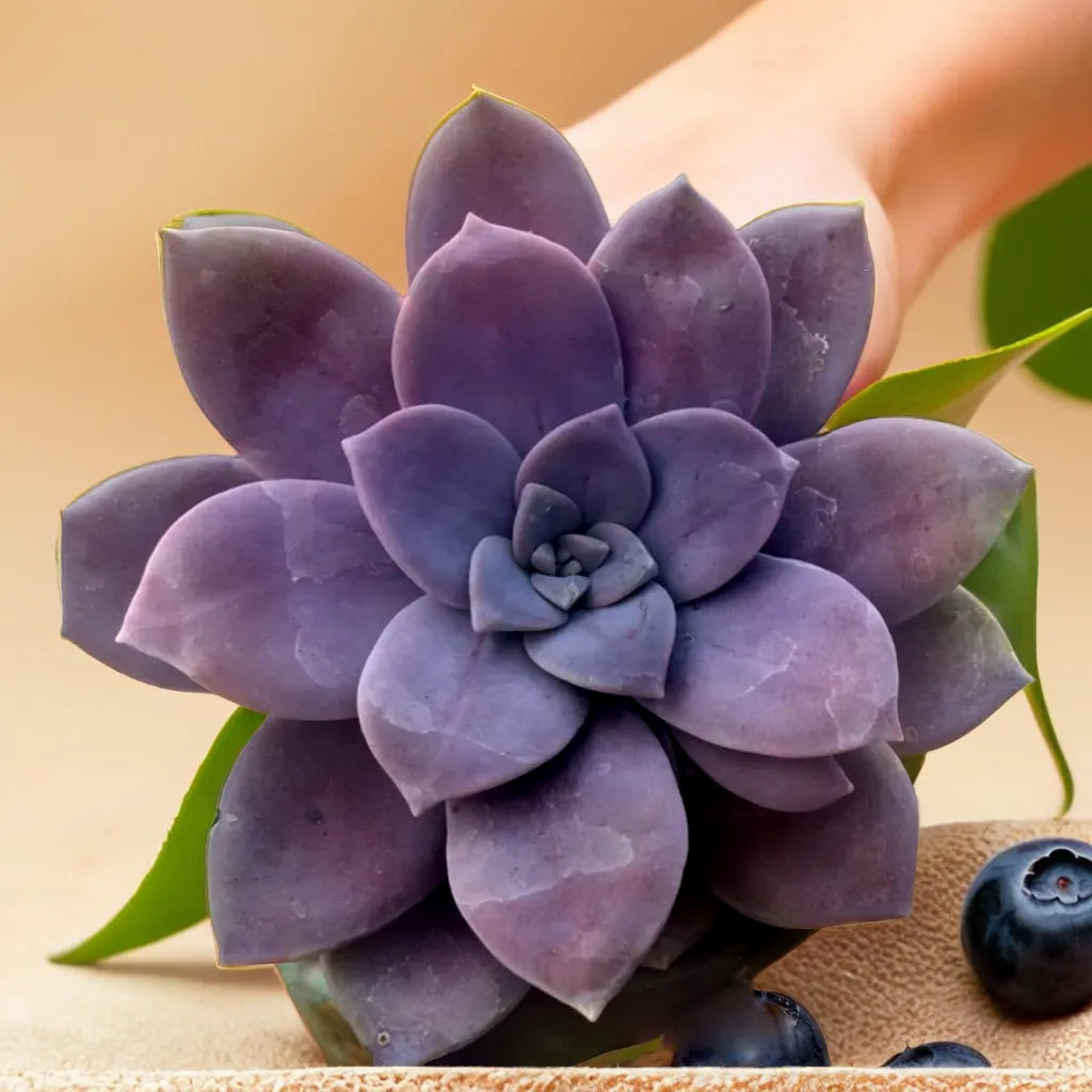 Close-up of a Graptopetalum Paraguayense succulent, showcasing its purple-toned petals ā Plant Orbit succulent collection.