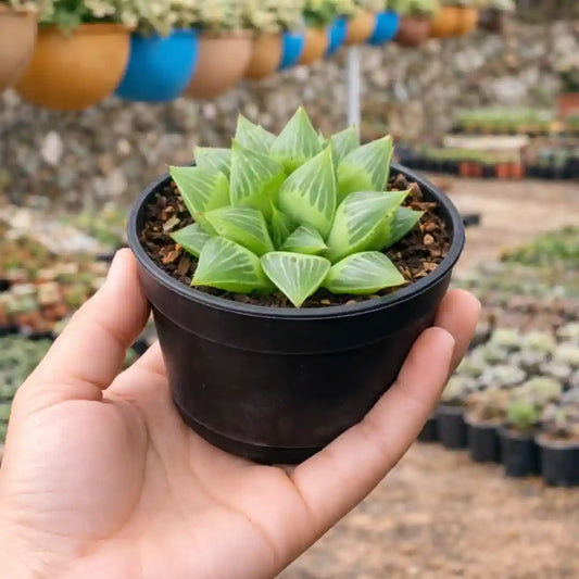 HAWORTHIA-MIRABILIS (BARE ROOTED)