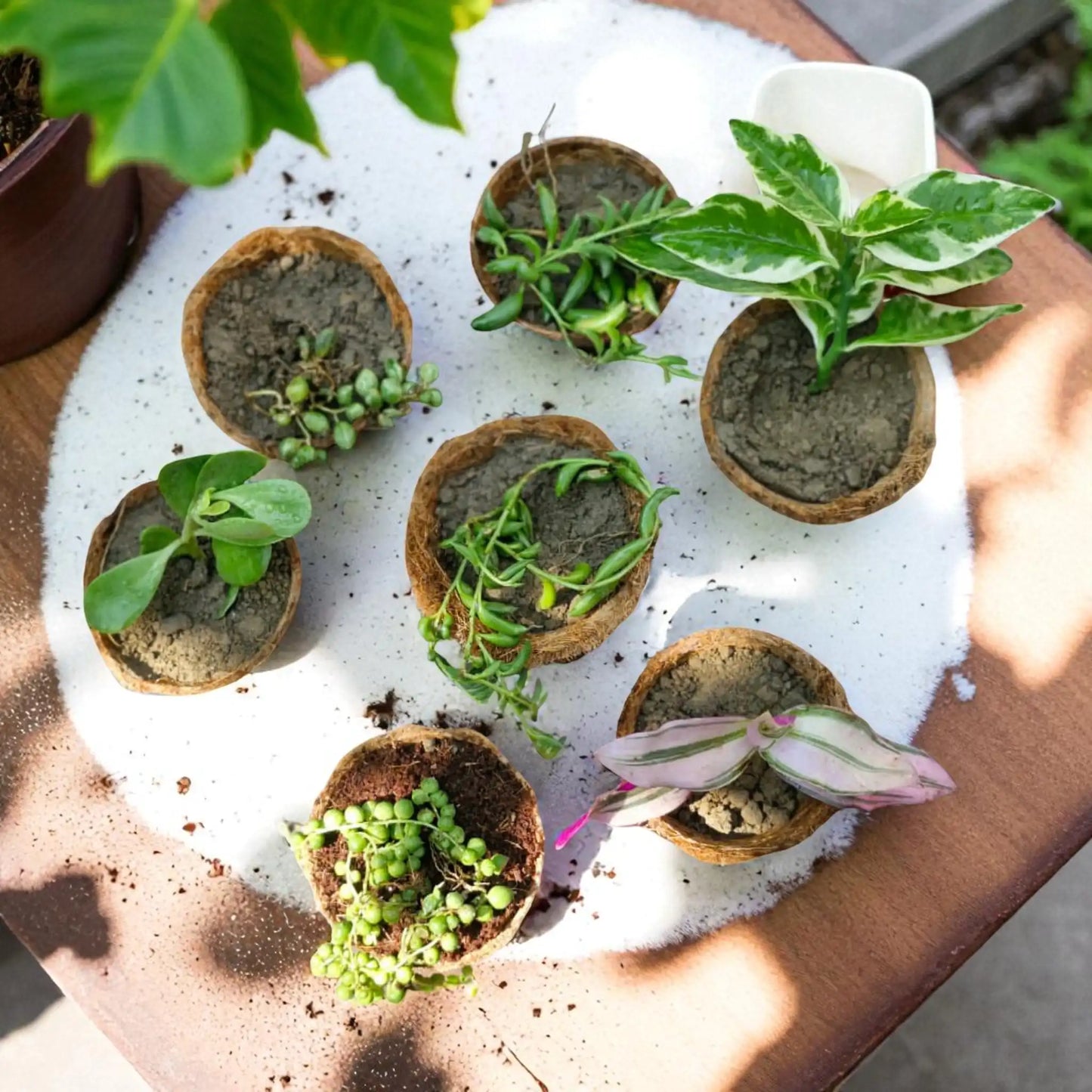 Hanging Plants Combo