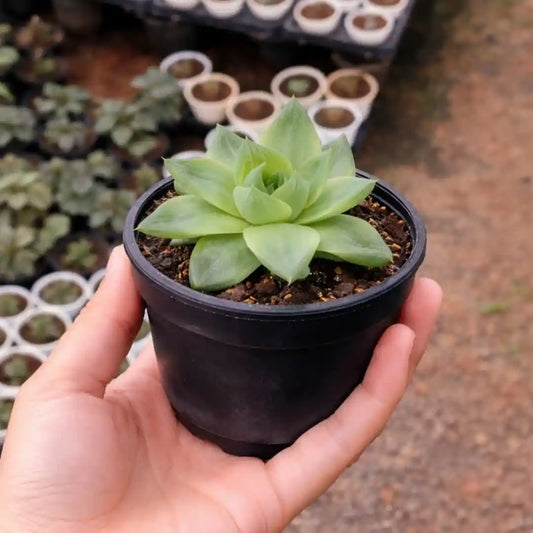 Haworthia Cymbiformis (Bare Rooted)