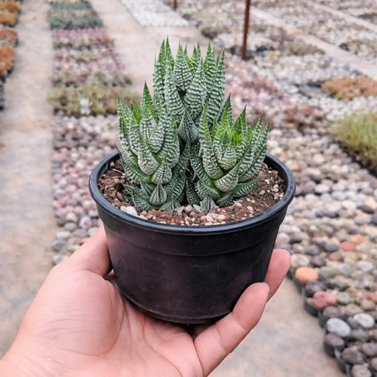 Haworthia Reinwardtii (Bare Rooted)