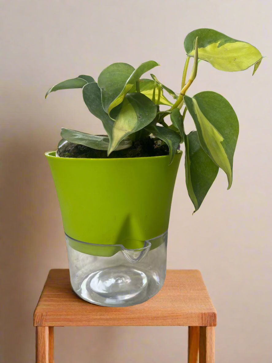 Philodendron Brasil