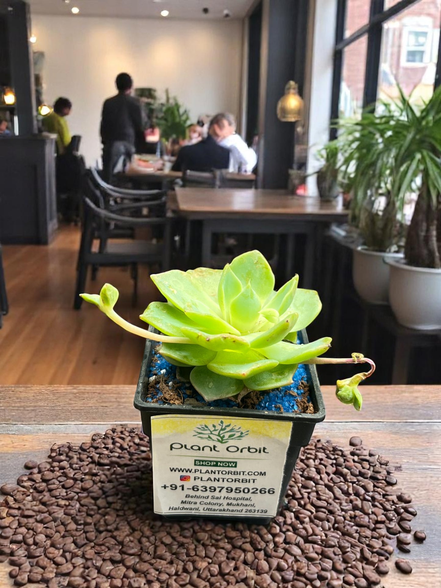 Echeveria Lotus with pot