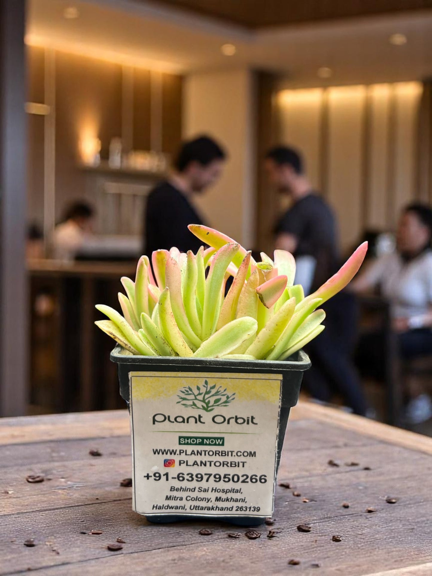 Variegated campfire in Pot