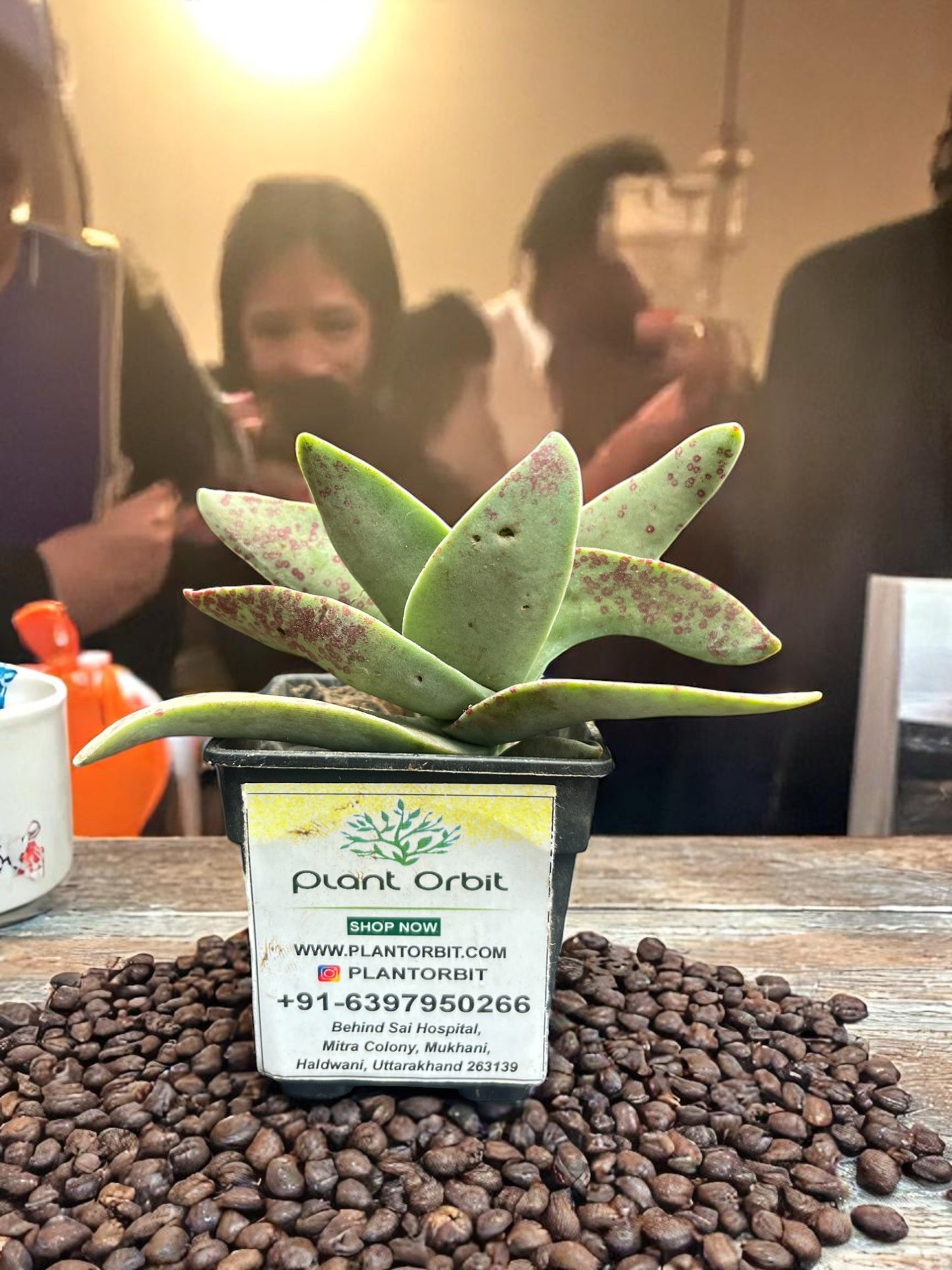 Crassulla Perfoliata in pot