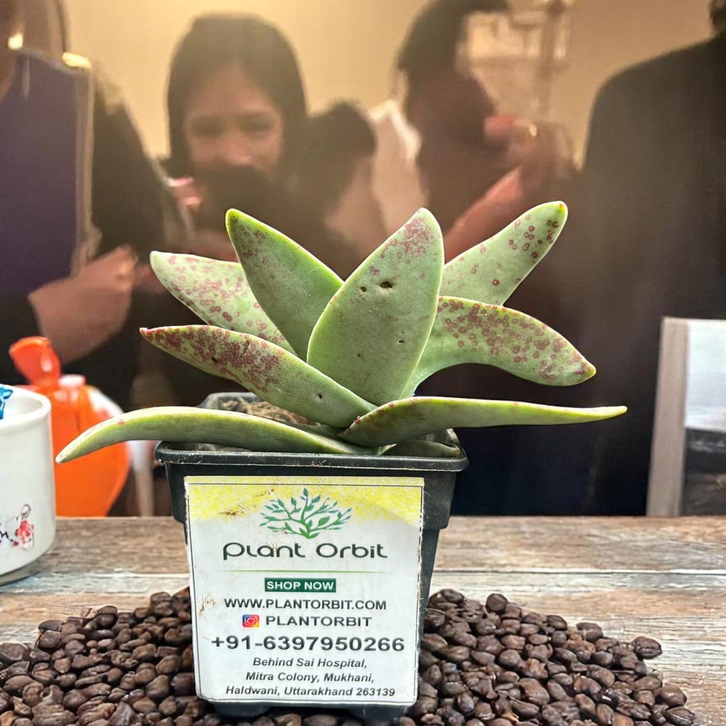 Crassulla Perfoliata in pot