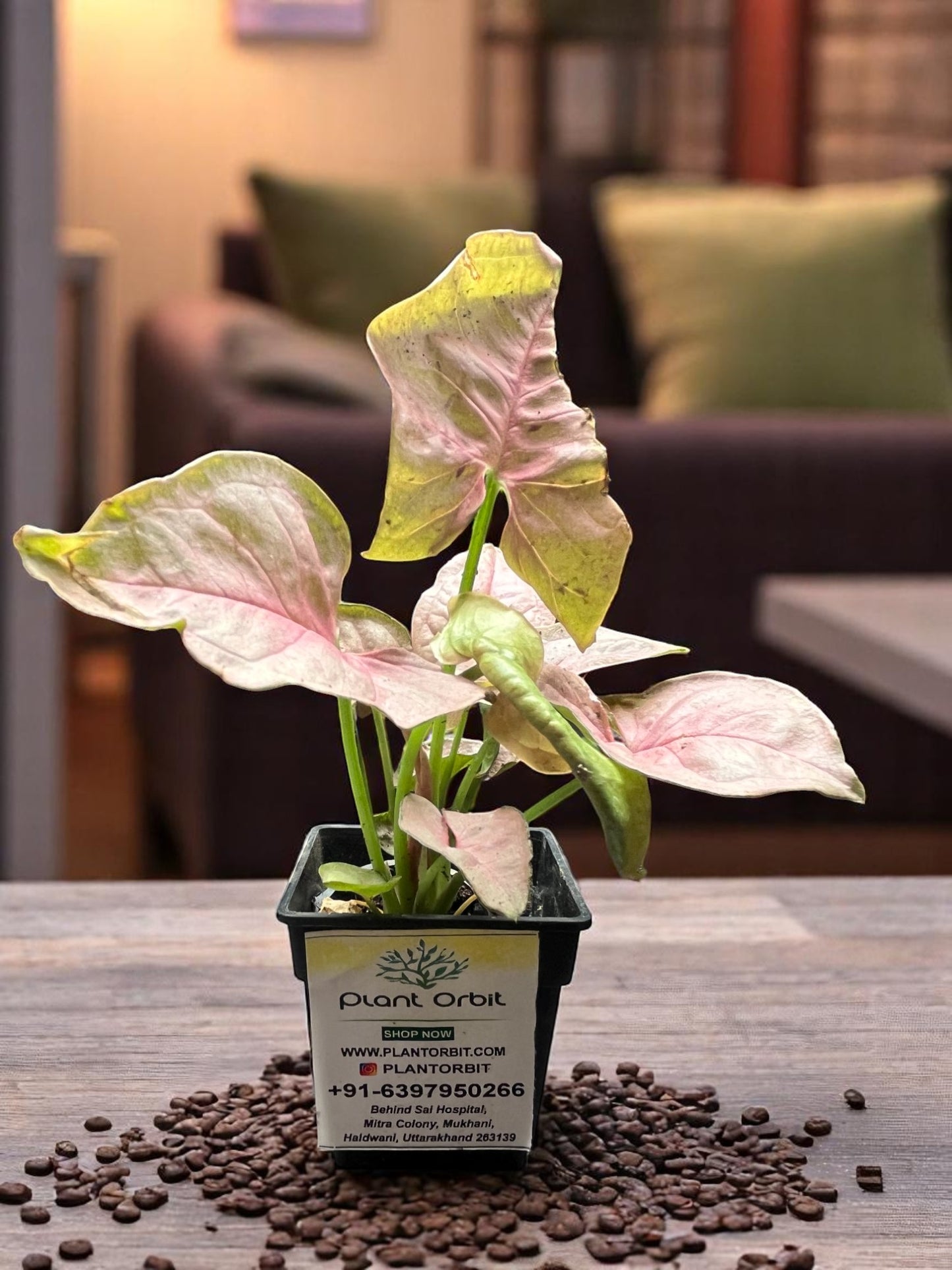 Pink syngonium in pot
