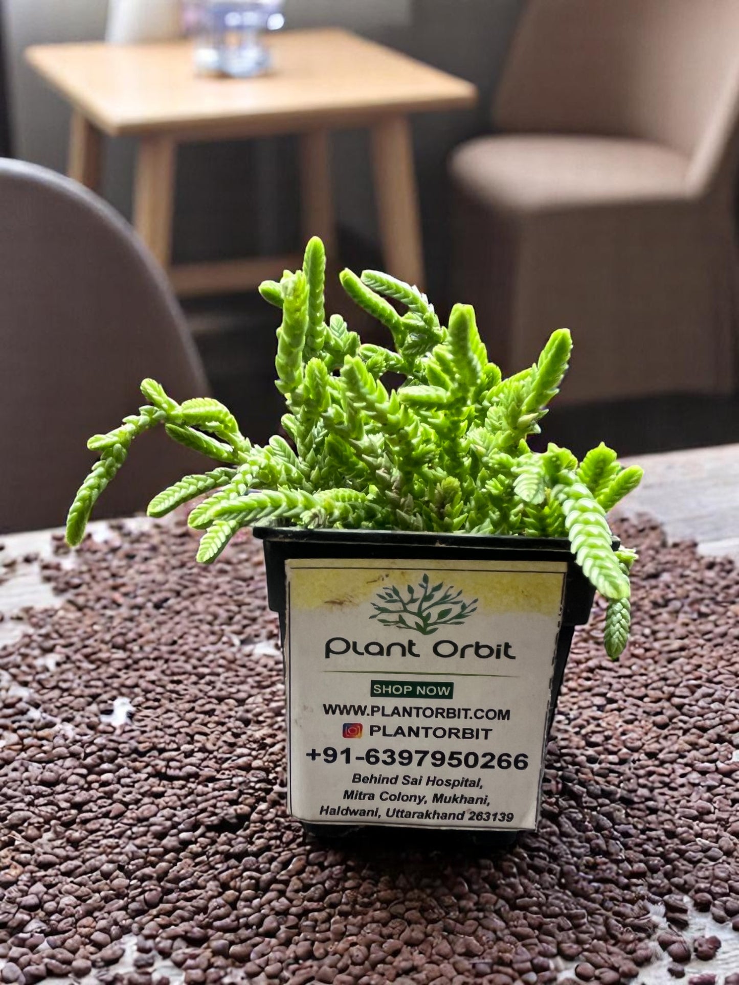 Crassulla muscosa in pot