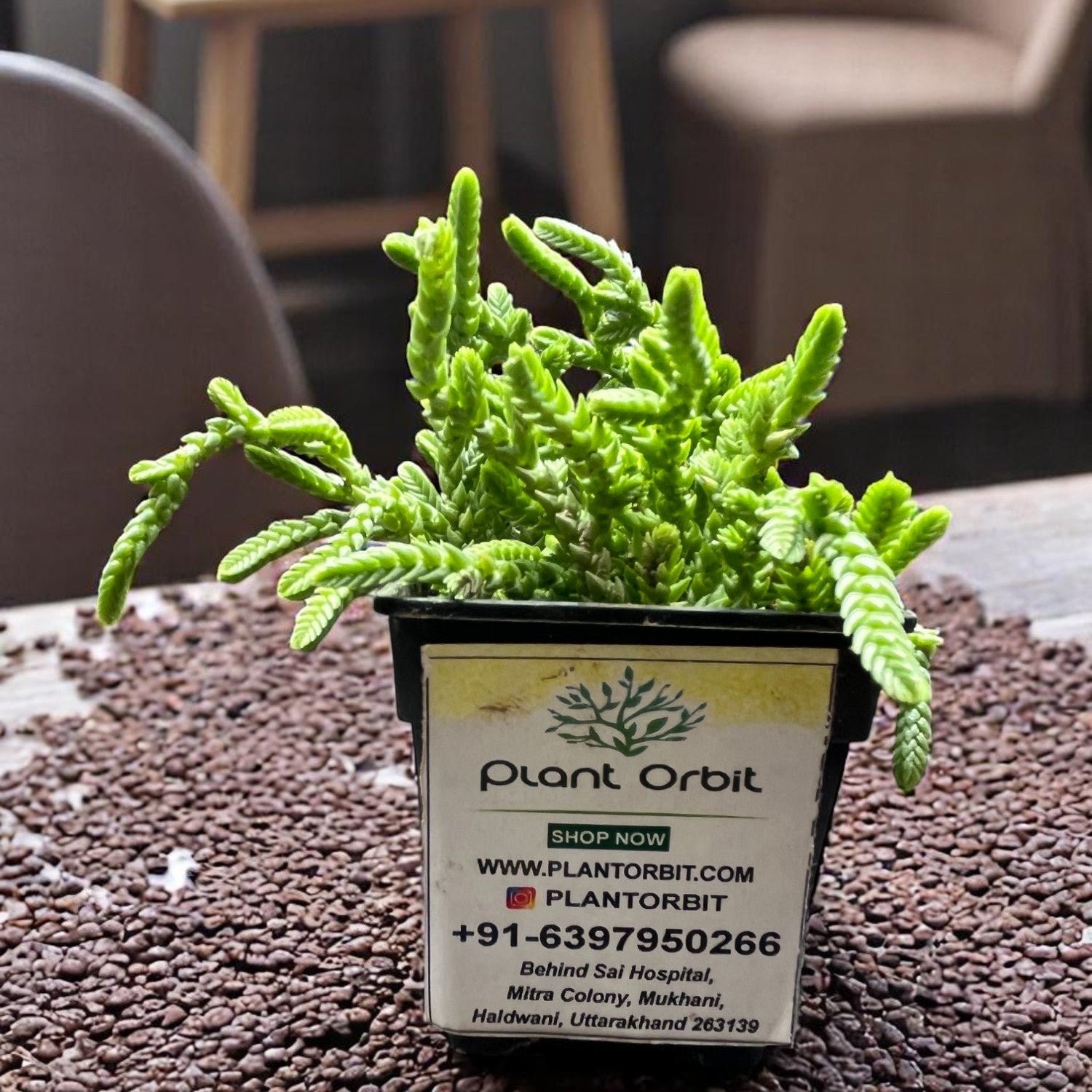 succulent chain plant Buy Crassula Muscosa Potted