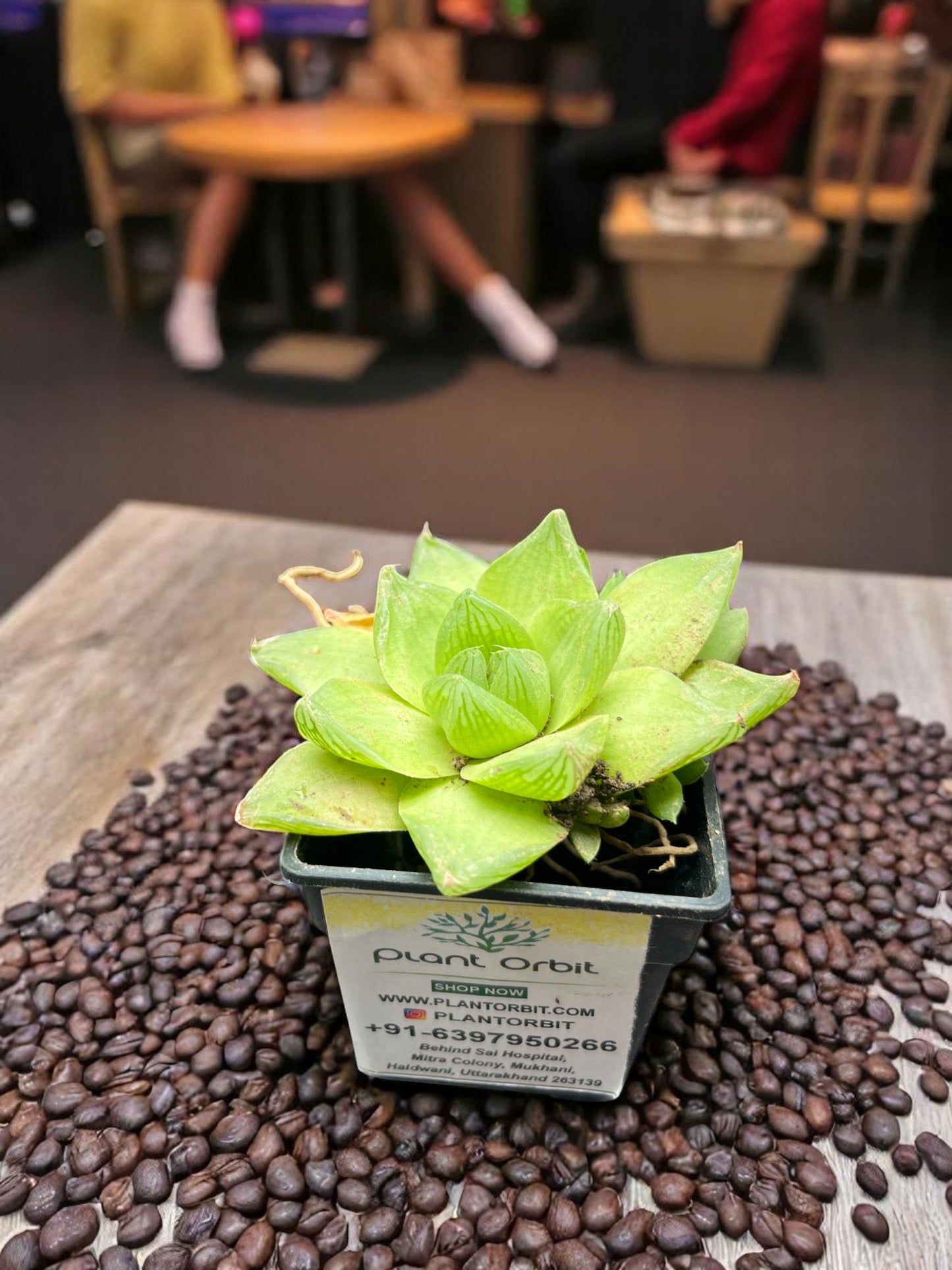 Haworthia Cymbiformis in Pot