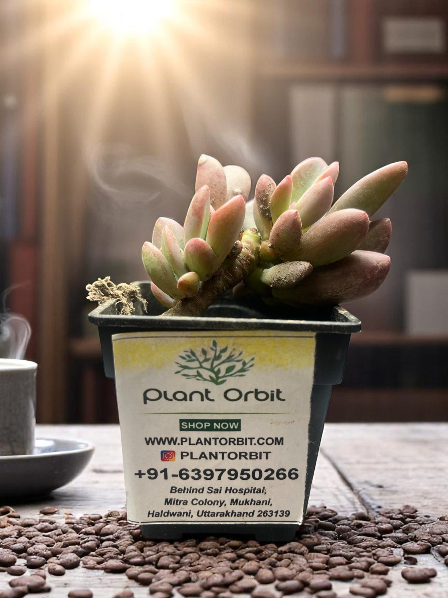 Pink moonstone in pot