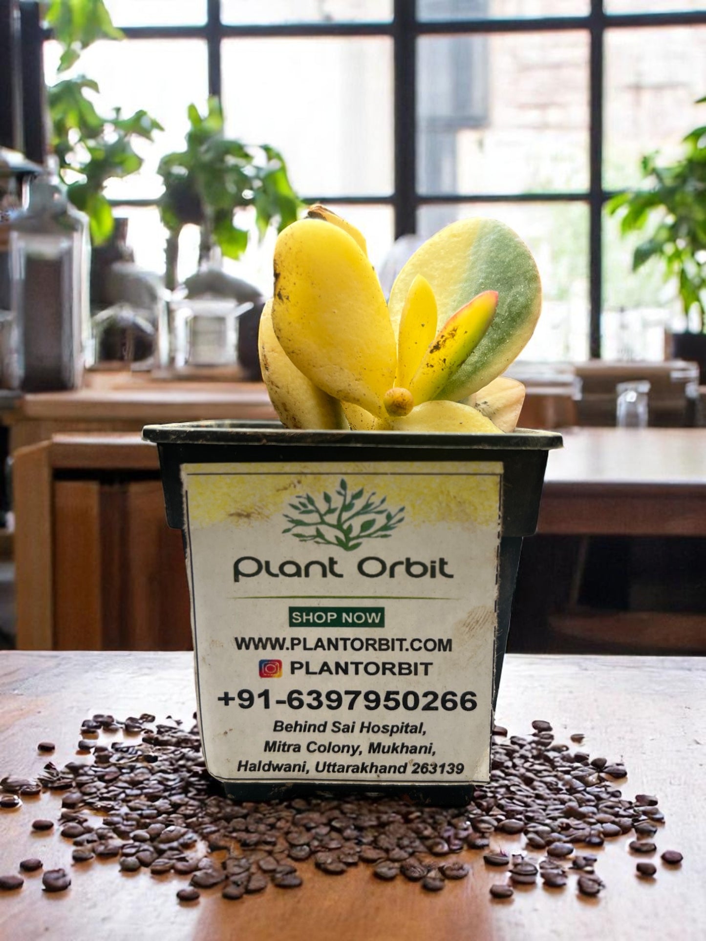 Variegated crassulla in pot