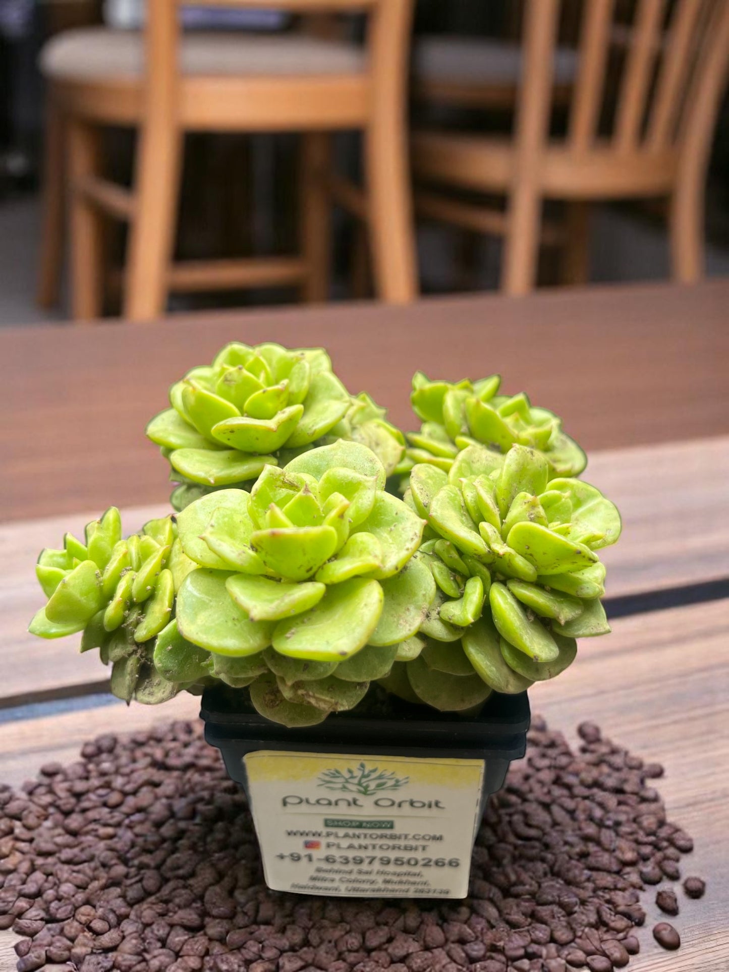 Green echeveria in pot
