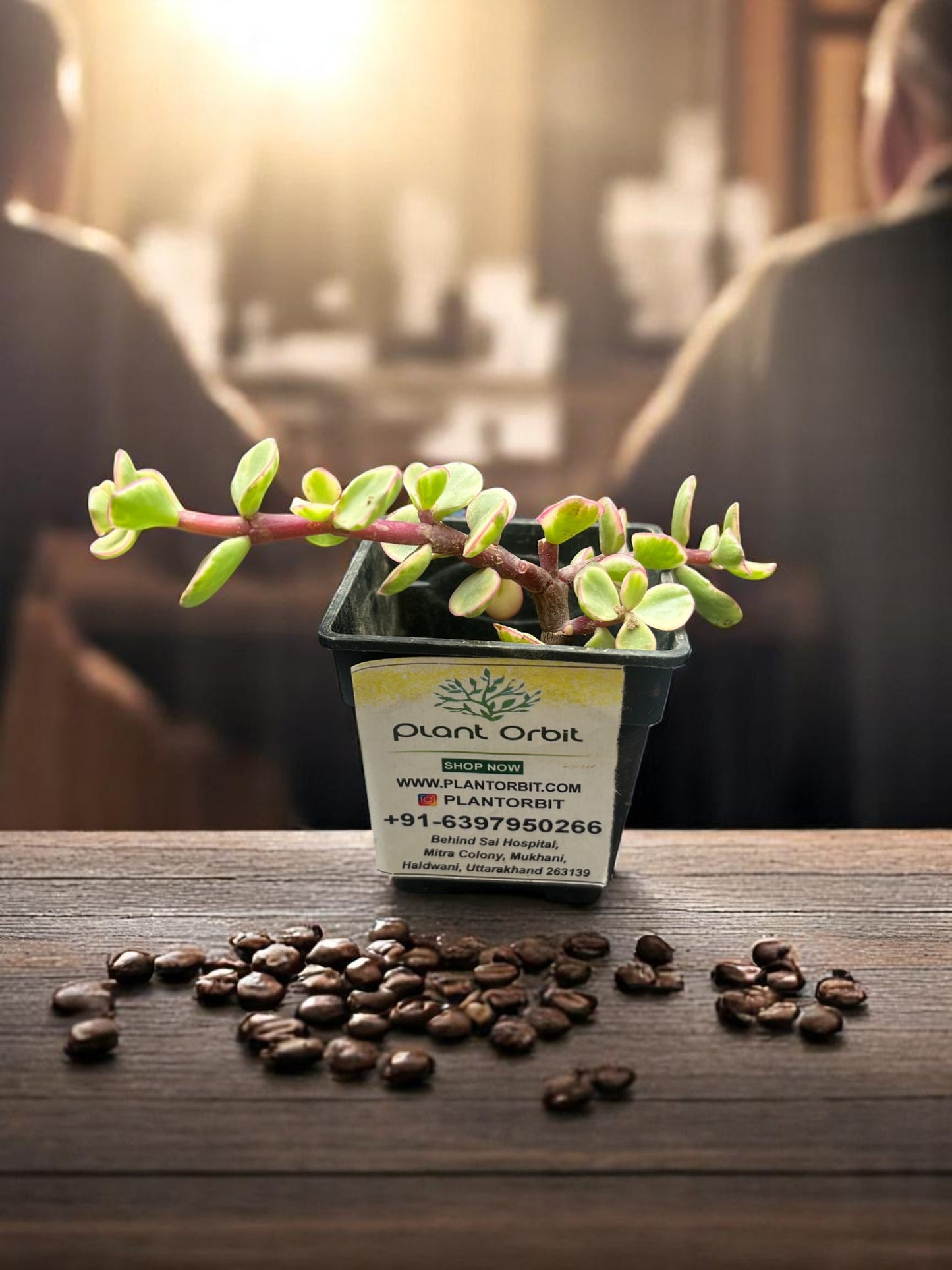 Yellow elephant Bush in pot