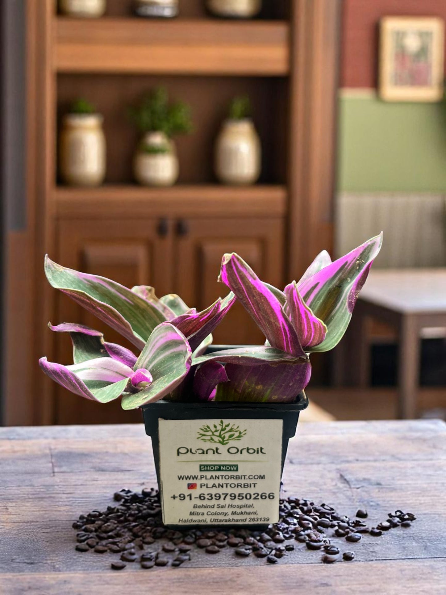 Tradescantia Nanouk in pot