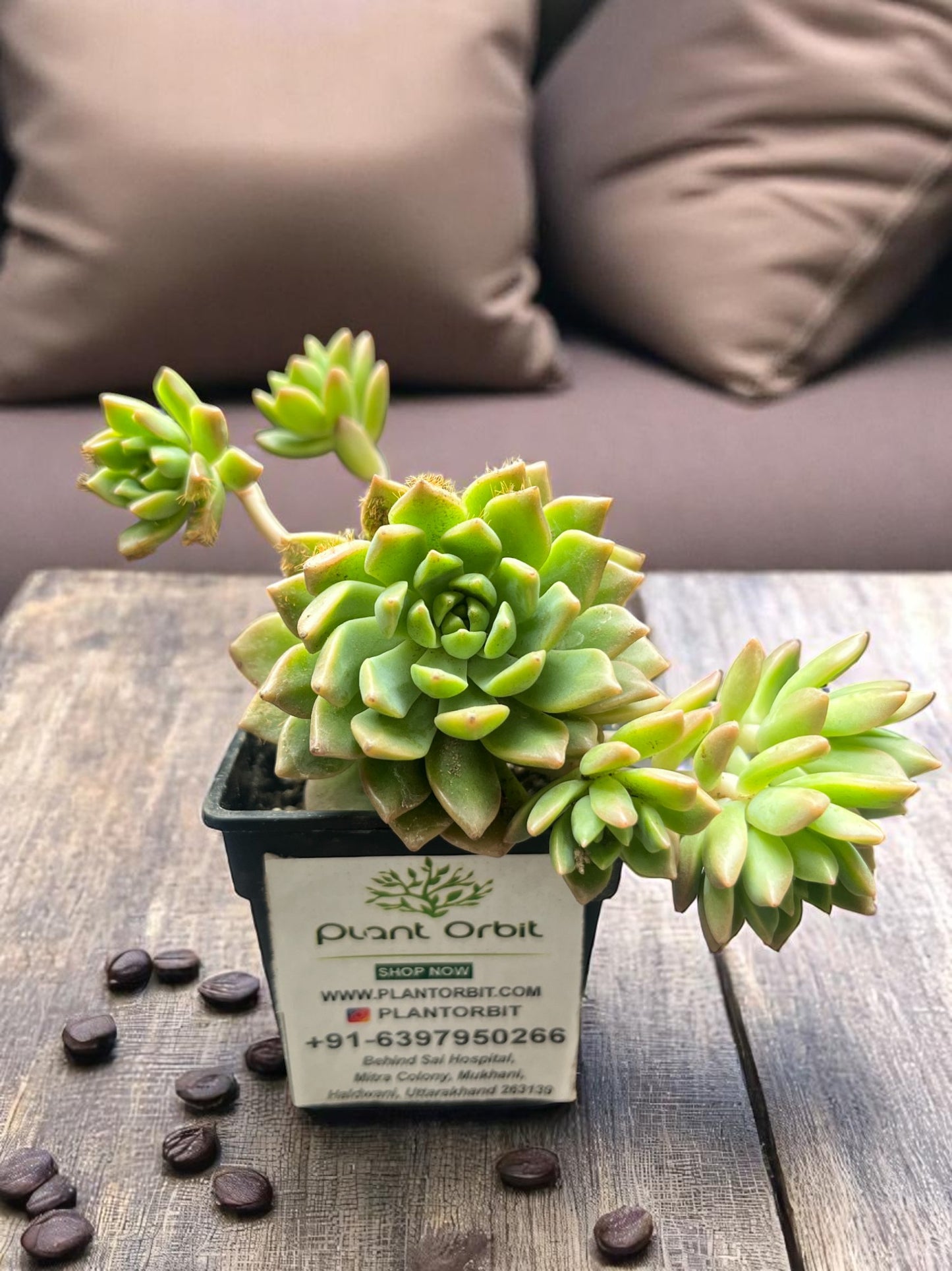 Green baby echeveria in pot