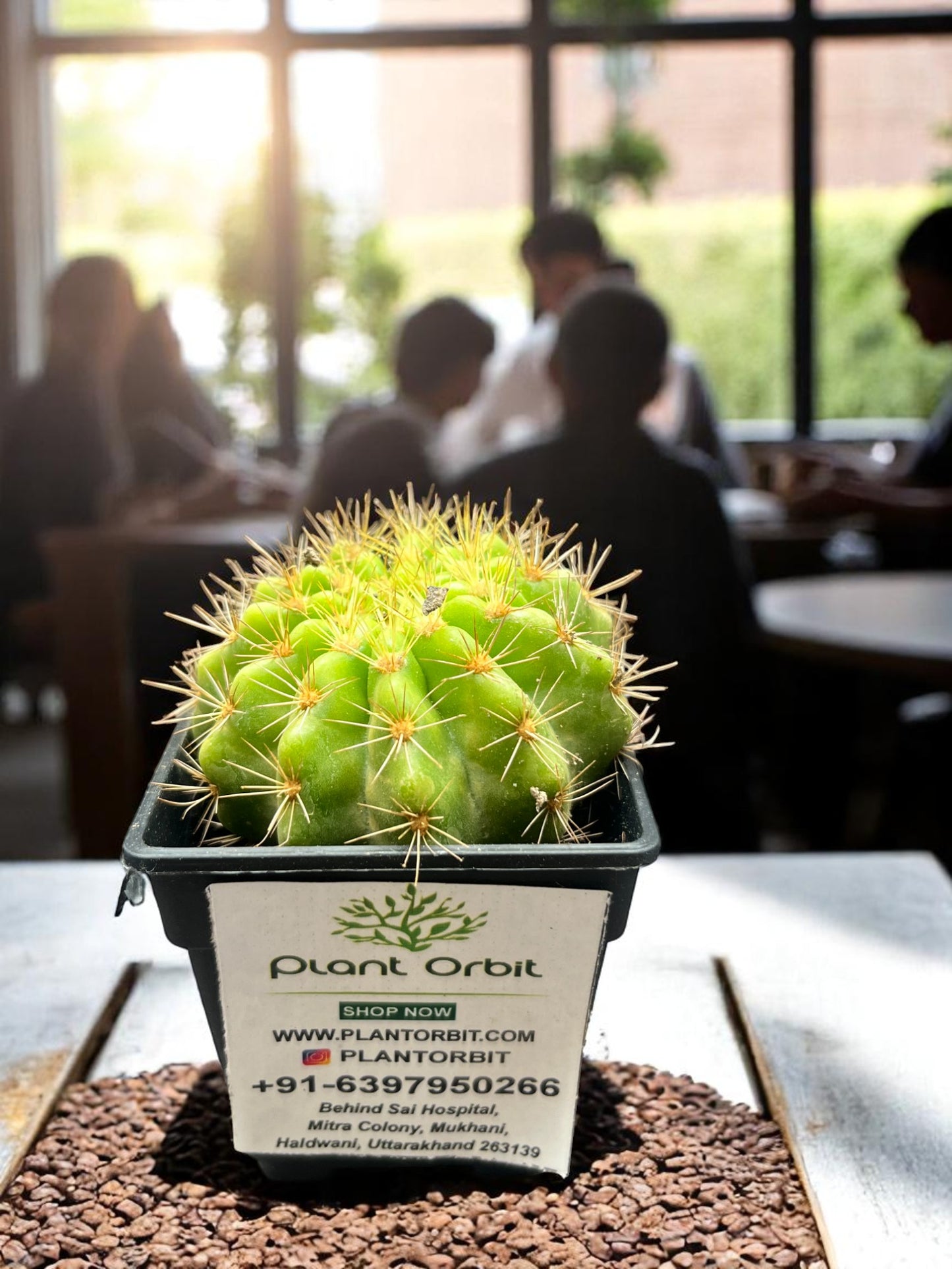 Green Barrel cactus in pot