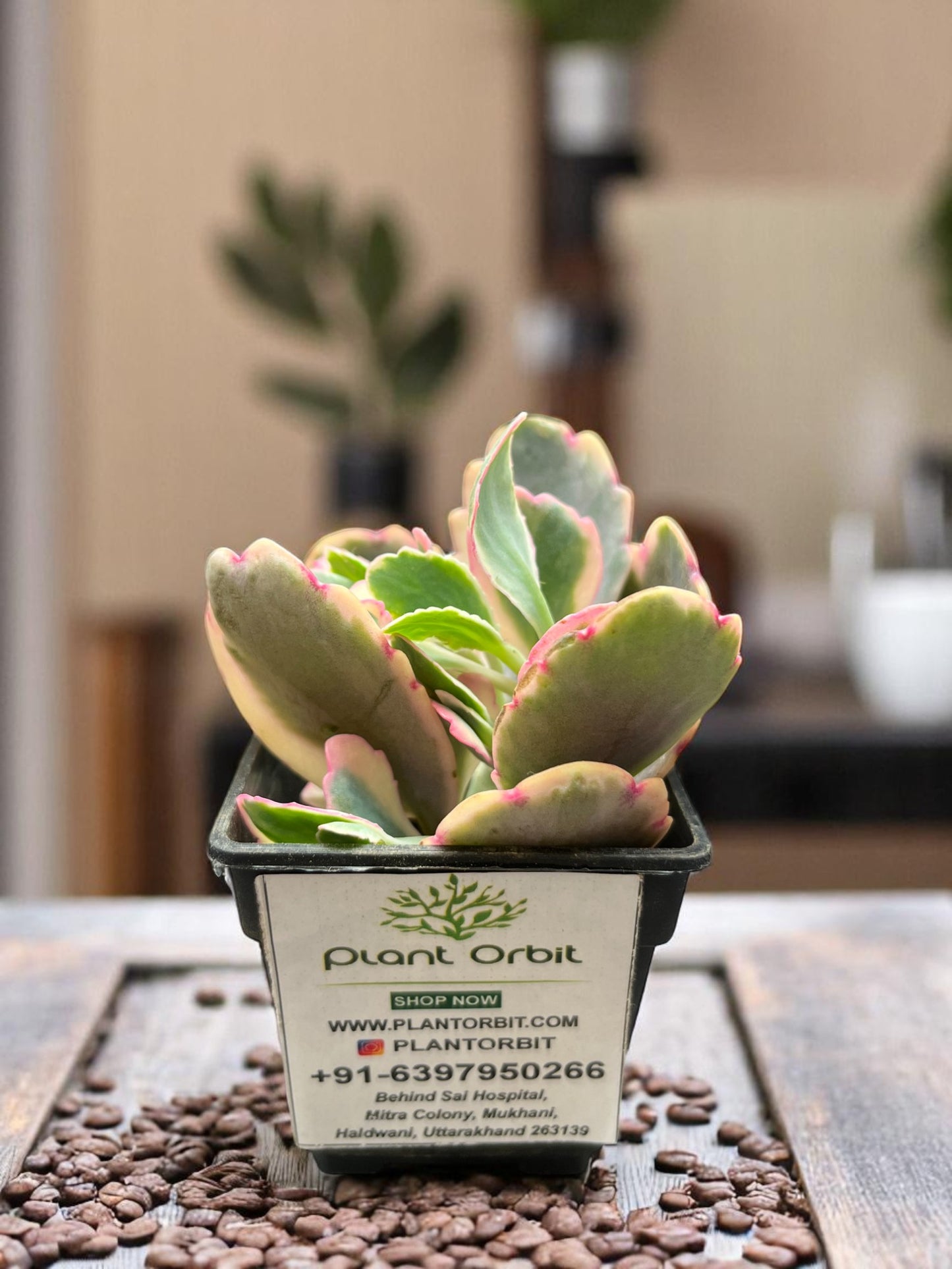 Kalanchoe Fedtschonkii in pot